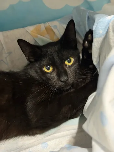 Gatinho para doação
