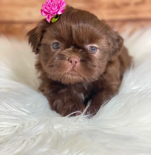 Filhotes de SHIHTZU