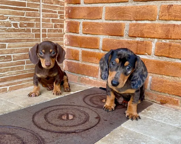 Daschund mini a venda filhotes 
