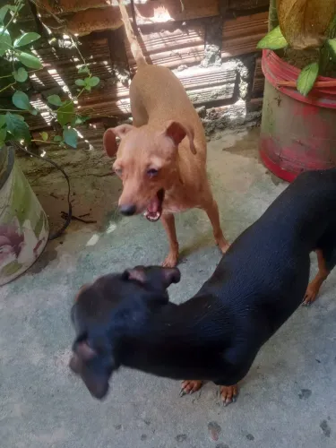 Vendo