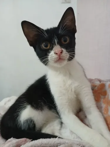Gatinha Frajola 8 meses