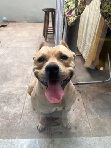Pitbull