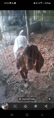 Cabrito boehr