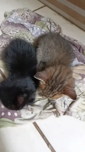 Doação de gatinhos ?