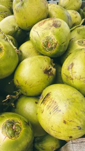 Vendo 50 cocos