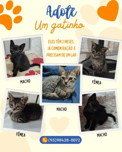 Gatos para adoção