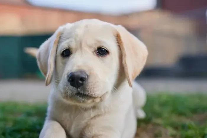 Lindos Filhotes Labrador ?