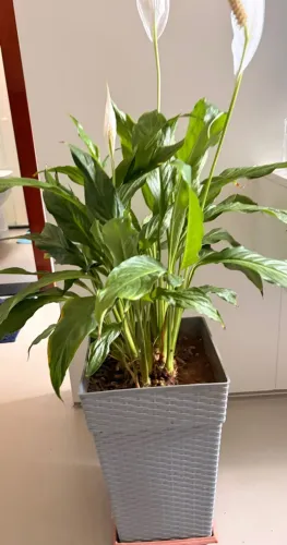 Vaso Planta Lírio Branco da Paz