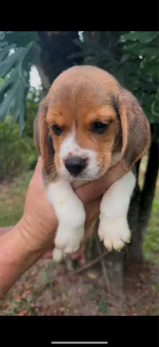 Filhotes de Beagles Promoção 