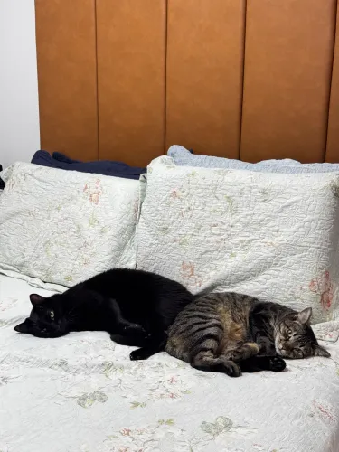 Doação Responsável - Casal de Gatos