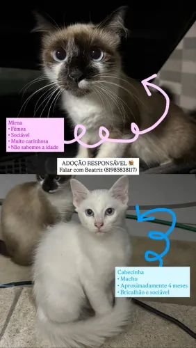 GATA FÊMEA E GATINHO MACHO ADOÇÃO URGENTE