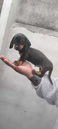 Dachshund
