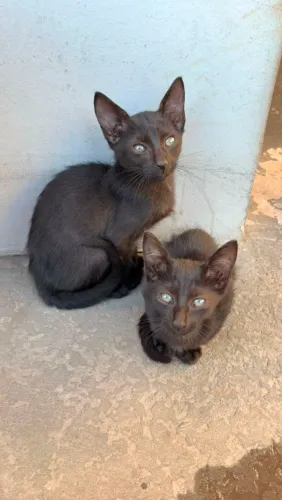 Doação de gatinhos!