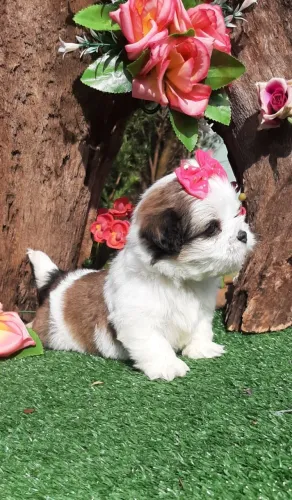 Linda Baby Shih-tzu entrego vacinada e higienizadinha e com entrega gratuita. 