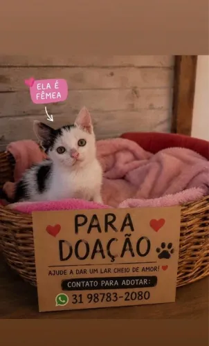 Gatinha filhote 7 Lagoas