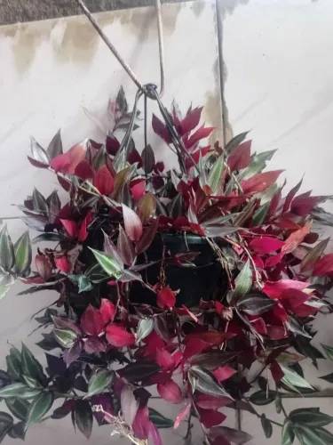 Vaso de flor Lambari da sorte e fortuna.