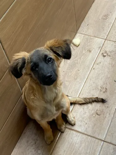 Cachorro para doação 
