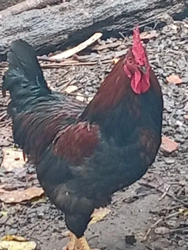 Galo de porte médio 