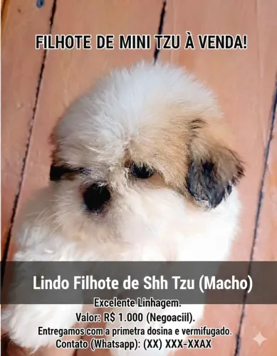 Filhotes de Shitzu mimi