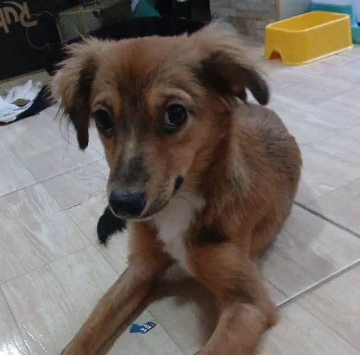 doação cachorro