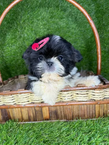 Shih tzu mini