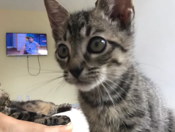 gatos para Adoção