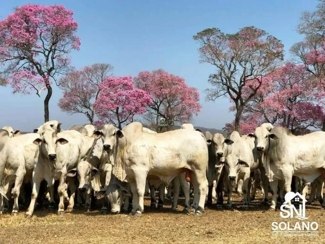 Espetacular Fazenda Bodoquena a Venda com 45.000 / 49.000 hectares na Região Oeste de MS.