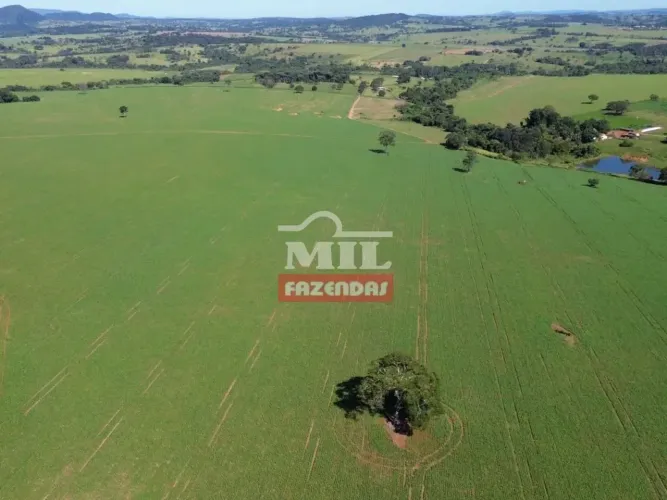 Fazenda 40 Alqueires (193,6 hectares) Petrolina - GO