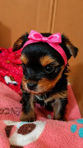 Yorkshire Terrier Femea 52 dias