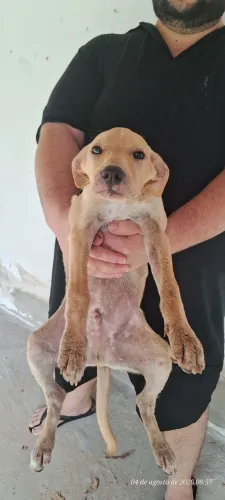 Doação de filhotinho macho