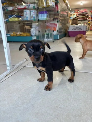 Filhote de Pinscher miniatura