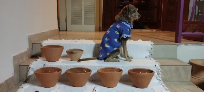 Conjunto 6 Vasos de Parede / Cachepots em Cerâmica de Barro - Decoração e Jardim