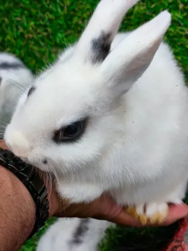 Coelho Mini 