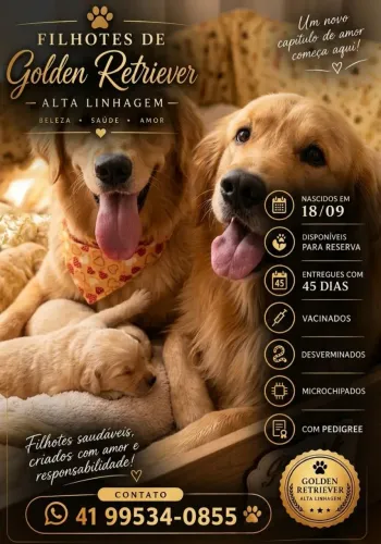 Golden Retriever Alta Linhagem - Pedigree, Microchip e Vacinas