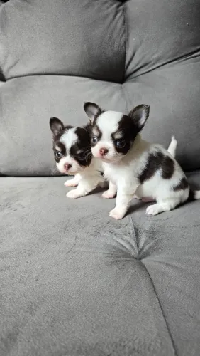 Chihuahua pelo longo 