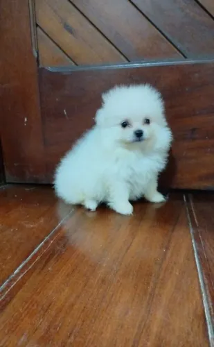 Lindos filhotes de Spitz alemão anão 
