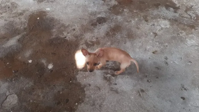 Pinscher 0