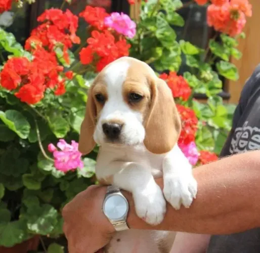 Beagle 13 Polegadas Um vínculo que nasce do cuidado mútuo