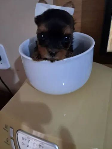 Filhos de Yorkshire mini macho pra entrega daqui 10 dias