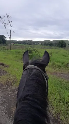 cavalo inteiro/garanhão