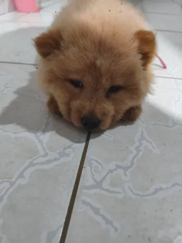 Linda ursinha Chow chow