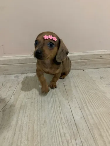 Filhote Fêmea Dachshund (Salsicha) - Vacina e Vermífugo