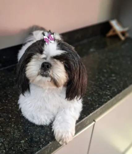 Shihtzu fêmea
