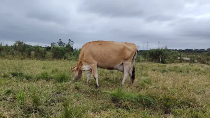 Vaca de 2 teto