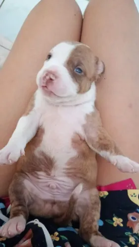 Filhote de pitbulls