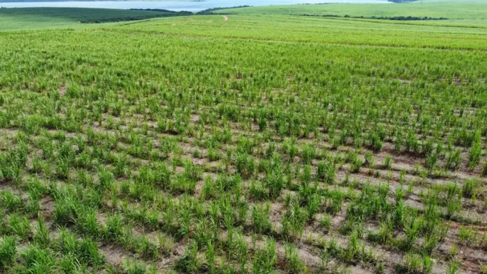 Fazenda de Cana a venda Regiao de Piracicaba SP