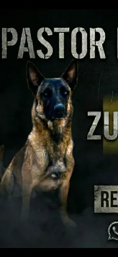 Pastor malinois