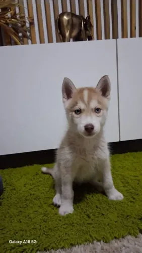 Filhotes de husky olhos azuis!