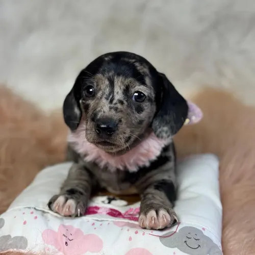 Dachshund Arlequim