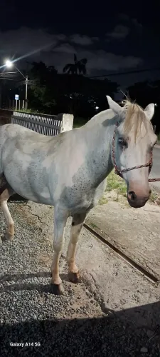 Cavalo criolo to pra venda